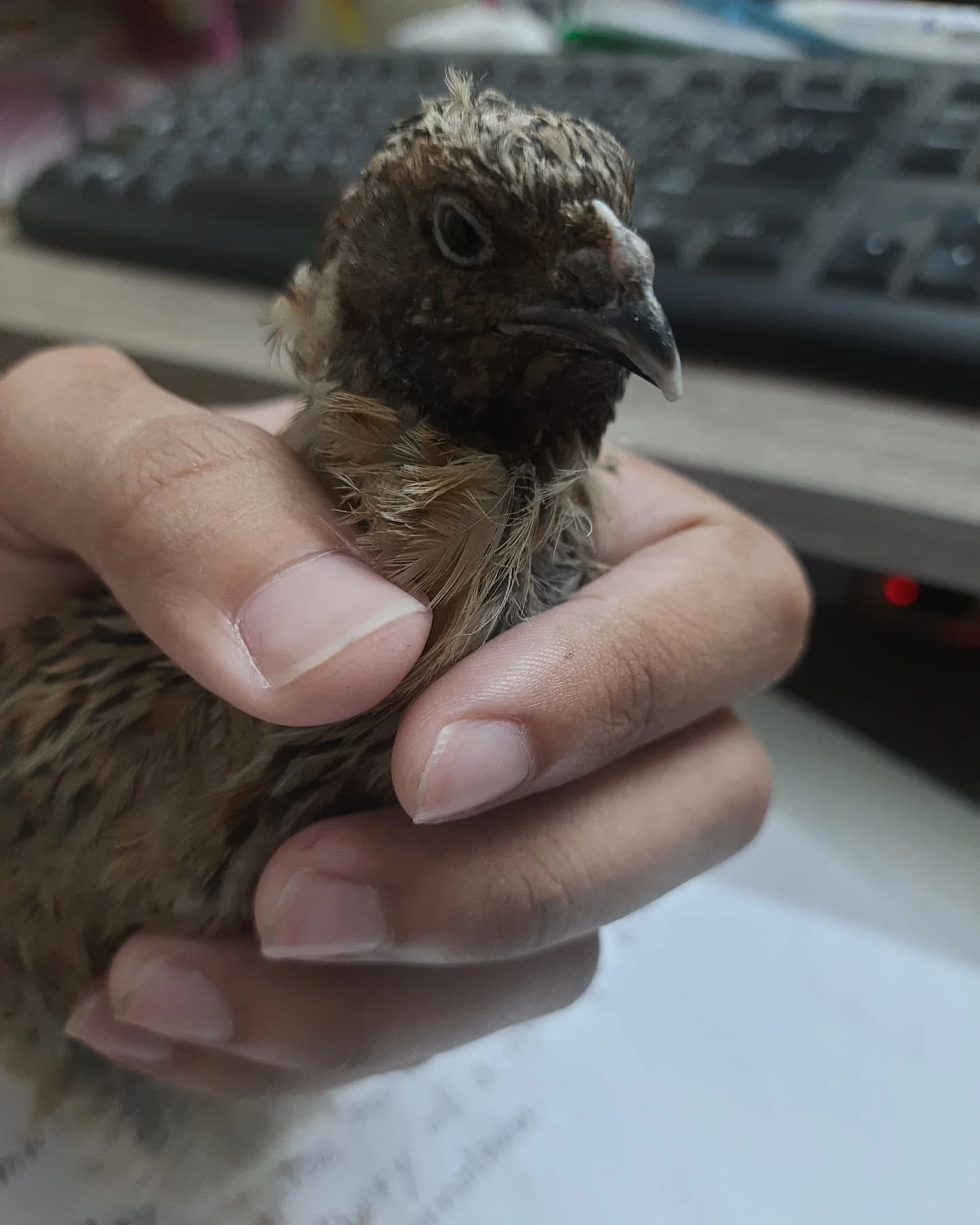 Quail